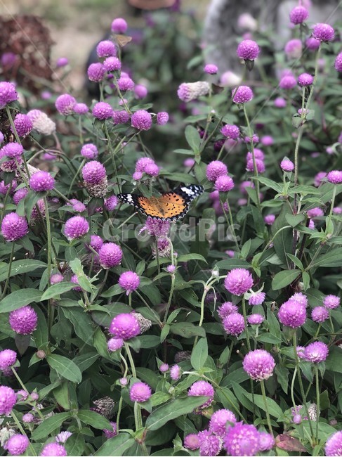 flower,blossom,꽃,plant,식물,나비,butterfly,화단,정원,식물,자연,plants,nature,꽃,flower,곤충,벌레,insect,bug