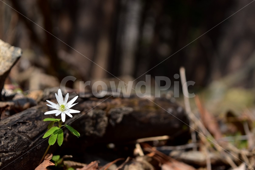 꿩의바람꽃,봄,야생화,꽃,화야산,경기도,봄꽃,감성,wildfolwer,산꽃,들꽃,봄야생화,햇살,햇빛,미나리아재비과,바람꽃속,덧없는사람,금지된사랑,사랑의괴로움,AnemoneraddeanaRegel,식물,식생,자연,식물,자연,plants,nature,꽃,flower