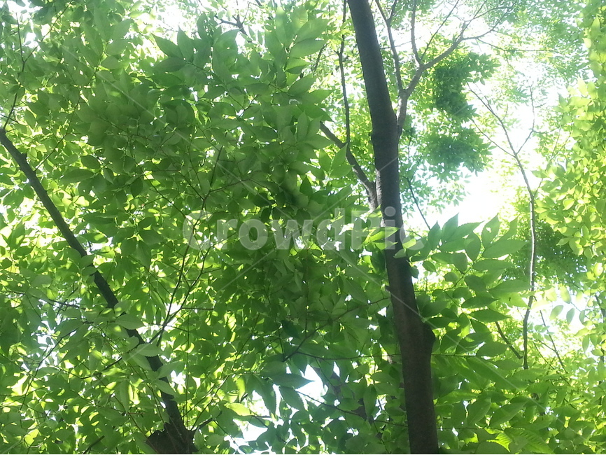 나무,숲,잎,녹색,산,tree,leaves,green,day,야외,outdoor,fresh,mountain,forest,rest,휴식,식물,공원,park,plant,식물,자연,plants,nature,나무,trees,wood,휴식,힐링,rest,relaxation,healing