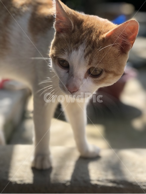 고양이,귀여운고양이,애완동물,잠자는고양이,자는고양이,잠자는,졸린,졸린고양이