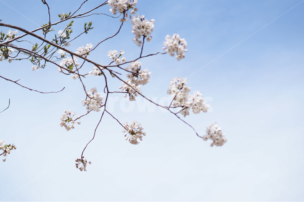 벚꽃,파랑,하늘,구름,풍경,봄,계절,spring,season,식물,자연,plants,nature,꽃,flower,plant,blossom