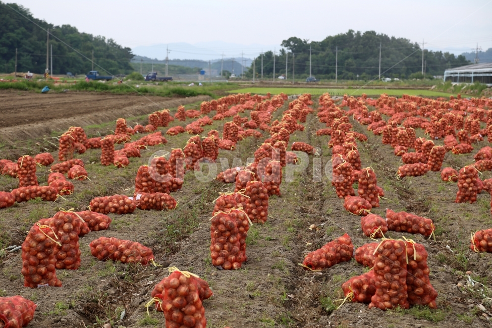 시골,풍경,양파,양파수확,양파밭,음식,식재료,요리,food,cook,meal,dishes,food reserves,채소,야채,vegetables,산업,industry,industrial,농업,농사,agriculture,farming,farming industry