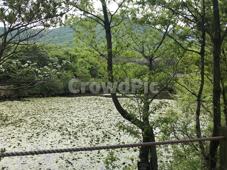 연못,한라산연못,자연,산,나무와연못,pond