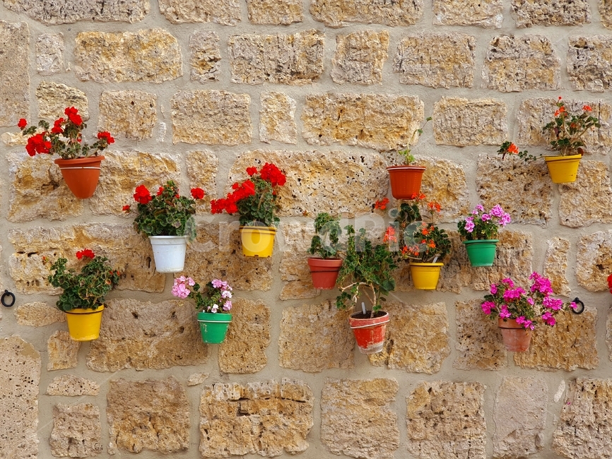 flagstone,판석,path,통로,walkway,보도,flower,꽃,spain,스페인,실내용화초,화분,화초,house plant