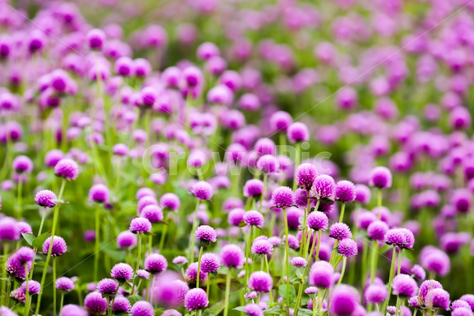 천일홍,천일,사랑,천일동안,양주,양주나리공원,나리공원,데이트,산책,출사,식물,자연,plants,nature,꽃,flower,감성,sensible,feeling