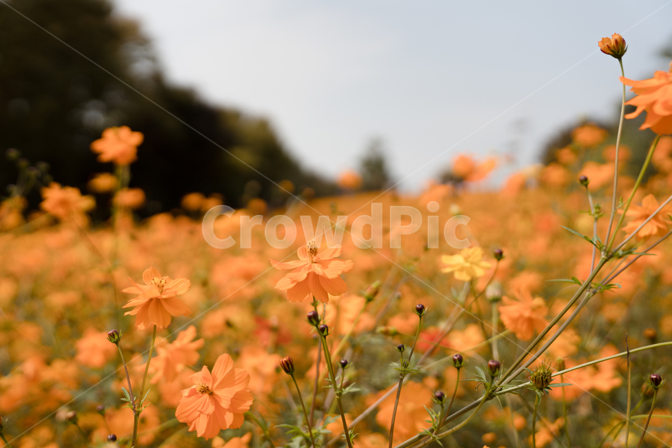 코스모스,황화코스모스,주황색,꽃,자연,풍경,가을,계절,fall,autumn,season,식물,자연,plants,nature,꽃,flower,plant