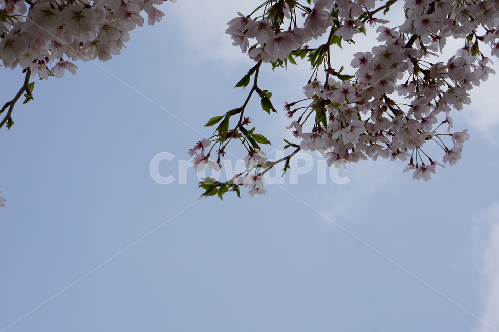 벚꽃,꽃,하늘,여백,봄,공간,설레임,봄,계절,spring,season,식물,자연,plants,nature,꽃,flower,plant,cherry blossom,blossom
