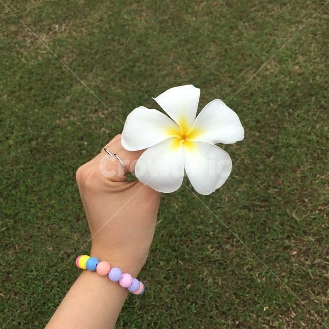 꽃,손,팔찌,꽃든손,하얀꽃,꽃,flower
