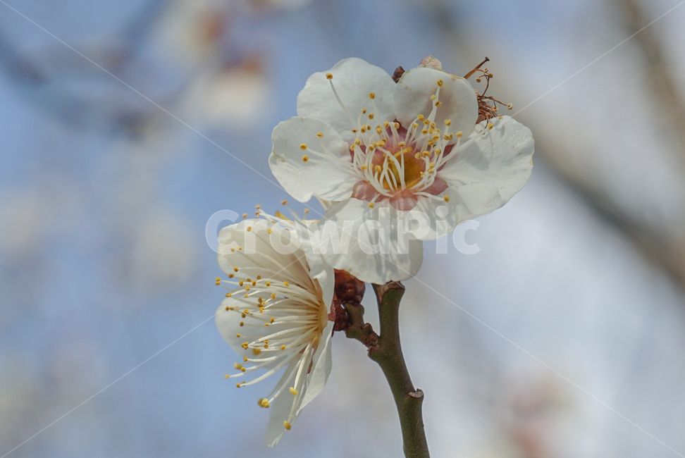 매화,매실나무,봄꽃,식물,꽃,flower,흰색,봄,계절,spring,season,식물,자연,plants,nature,꽃,flower,plant