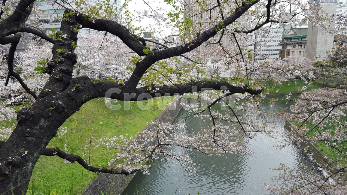 plant,식물,tree,나무,벚꽃,풍경,봄,봄,계절,spring,season,tree trunk,나무 줄기