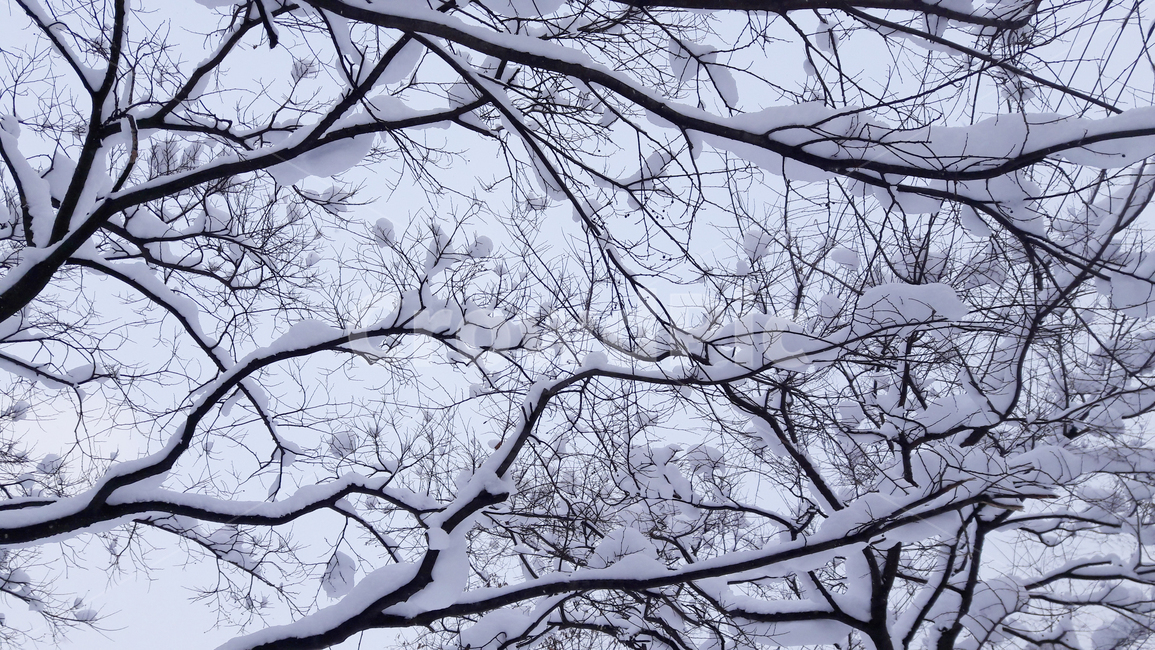 겨울,나무,하늘,식물,자연,tree,겨울,계절,winter,season,식물,자연,plants,nature,나무,trees,wood