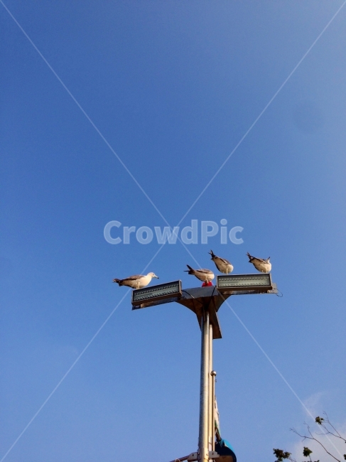 갈매기,하늘,바다,새,서해,가로등,동물,animal,조류,새,birds