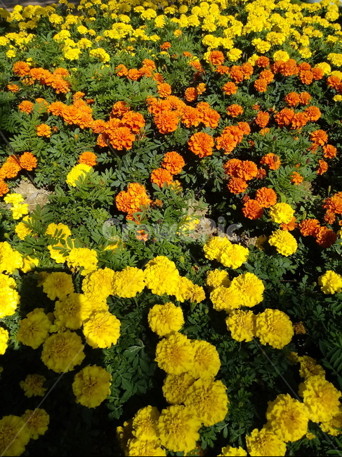금잔화,금송화,金松花,옥동동화,성주화,당금잔,식물,꽃,plant,flower,potmarigold,관상용,한해살이풀,식물,자연,plants,nature,꽃,flower