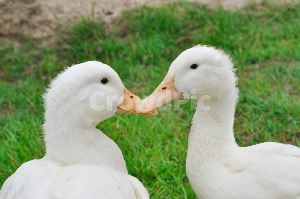 오리,커플,친구,동물,새,동물,animal,조류,새,birds