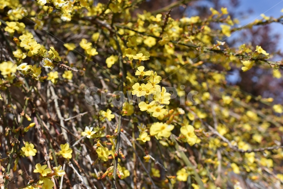 개나리,꽃,식물,봄,flower,plant,blossom,3월,봄,계절,spring,season,식물,자연,plants,nature,꽃,flower