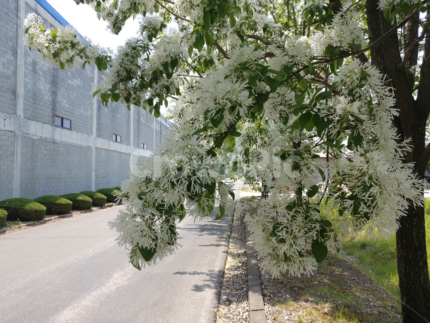 이팝나무,이팝나무꽃,봄나무,조경수,가로수,백색꽃,산책로