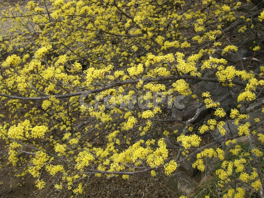 봄,봄꽃,꽃,yellow,노랑,산수유,산수유꽃,꽃송이,구례,봄,계절,spring,season