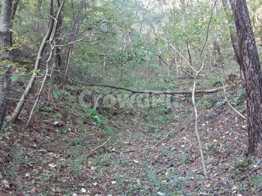 나무,자연,숲,초록,산책,자연,풍경,nature,landscape,ground,바닥,tree,plant,식물