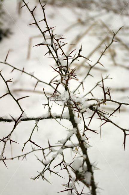 겨울,눈,나뭇가지,나무,식물,겨울,계절,winter,season