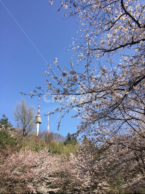 남산타워,서울,랜드마크,벚꽃,풍경,꽃놀이,봄나들이,cherryblossoms,sky,landmark,seoul,nature,springflowers,맑음,랜드마크,landmark,tourist attraction,한국랜드마크,한국관광지,한국명소,korea landmark,korea tourist attraction,식물,자연,plants,nature,꽃,flower