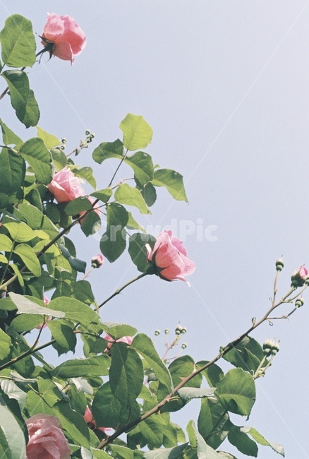 장미,rose,하늘,봄,사랑,식물,자연,plants,nature,꽃,flower