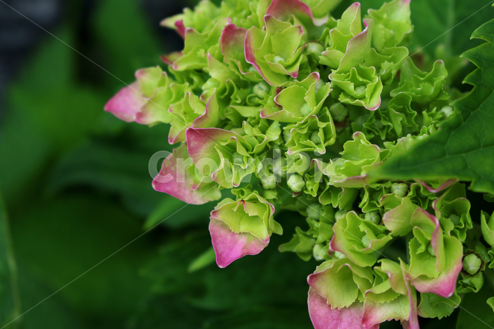 plant,leaf,flower,나뭇잎,식물,꽃