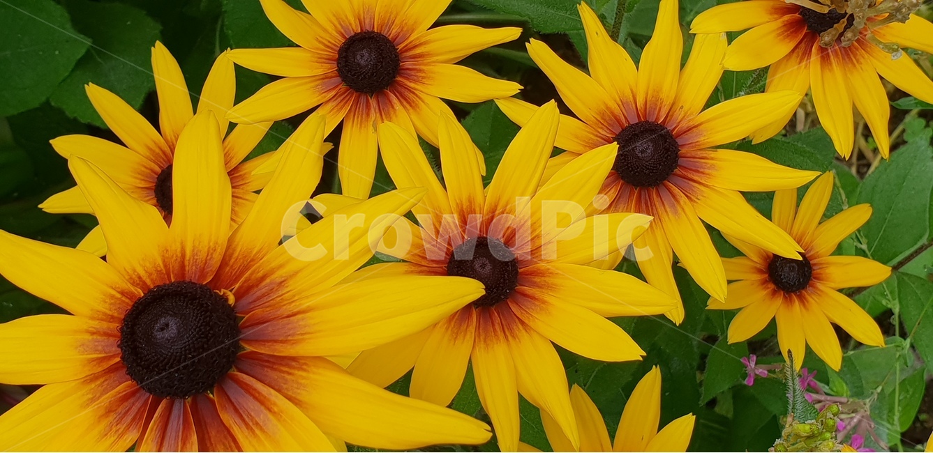 루드베키아꽃,꽃,여름꽃,flower,ludvika,nature,yellow,노란색,꽃술,beautifulflowers,다년생,숙근성,자연,배경,배경이미지,배경화면,색감,바탕,텍스쳐,질감,패턴,이미지,식물,자연,plants,nature,꽃,flower