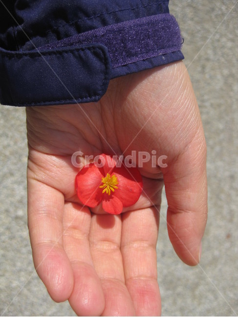 outdoors,야외,손가락,finger,손바닥,손,hand,꽃,flower,붉은꽃,보라,빨강,꽃송이,blossom