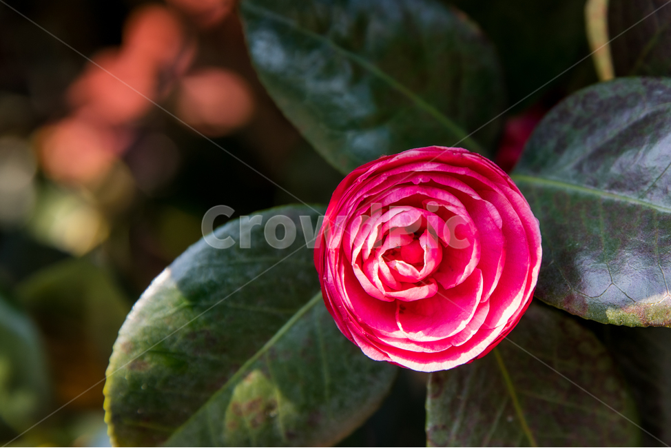 꽃,식물,plant,flower,blossom,식물,자연,plants,nature,꽃,flower