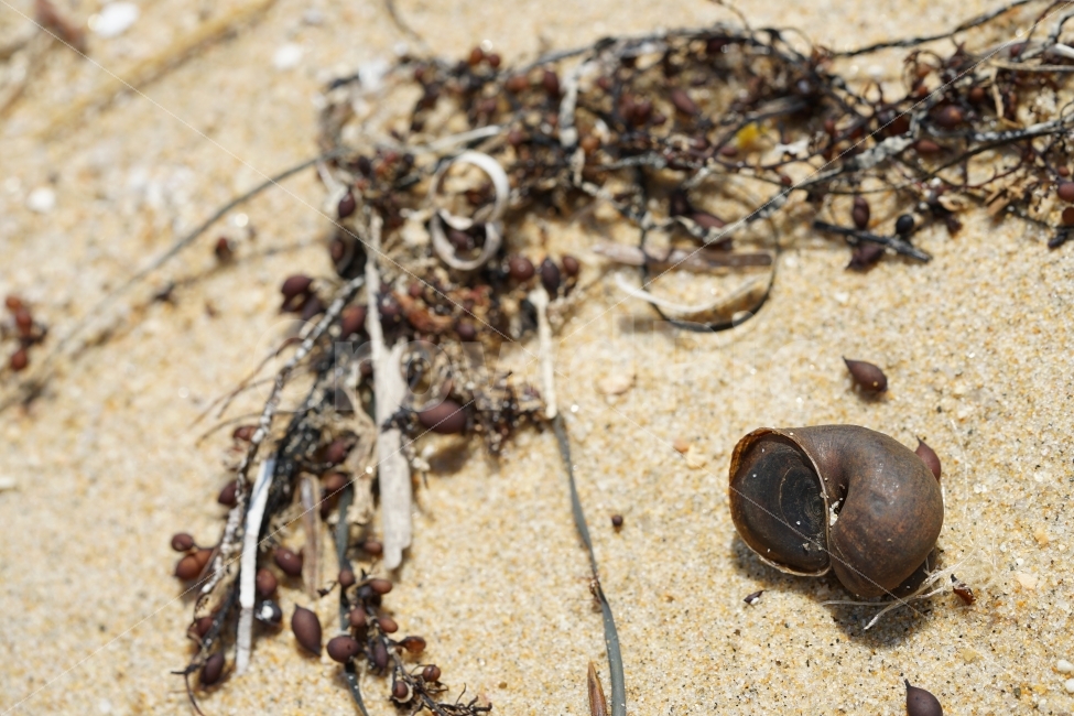 	바다,껍데기,해변,모래사장,모래,조개껍데기,소라,고동,골뱅이,껍질,비치,beach,sand,바닷가,풍경,느낌,감성,생명,해수욕장,해변,바다,beach,sea