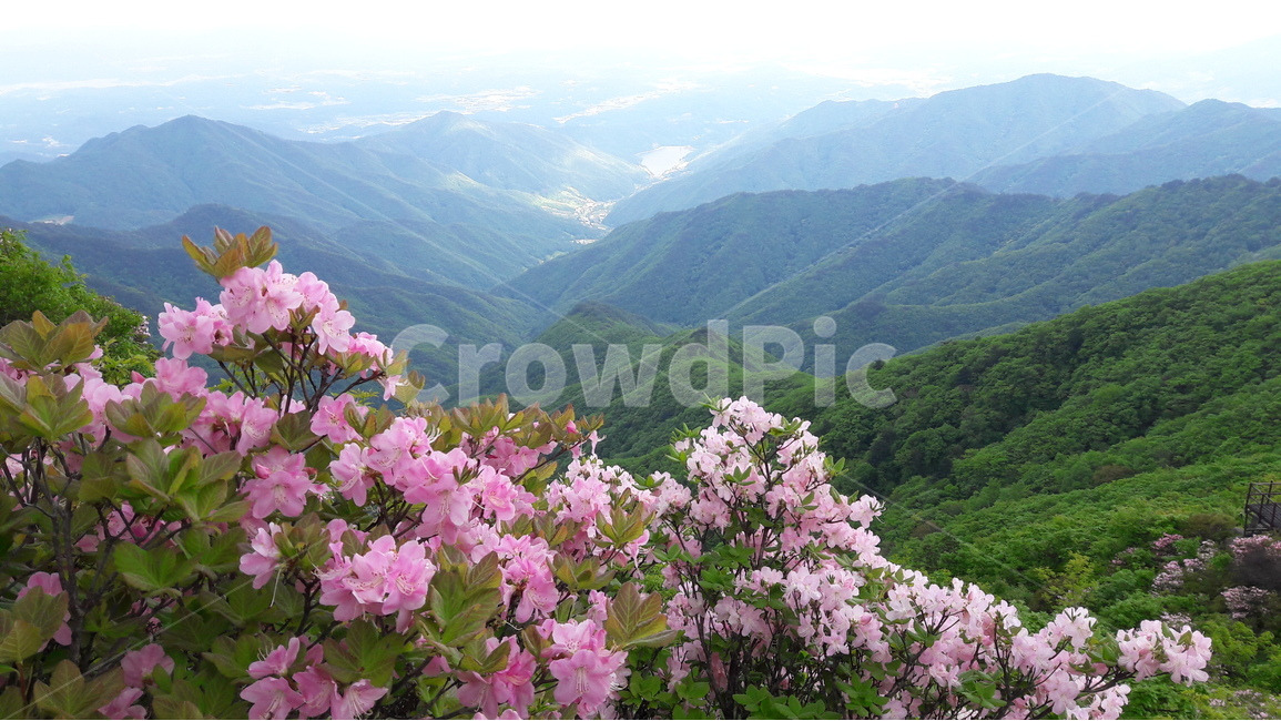 단양,소백산,철쭉,철쭉축제,희방계곡,자연,풍경,nature,landscape,한국자연풍경,한국자연경관,korea nature landscape,식물,plants,꽃,flower,plant,outdoors,옥외,geranium,제라늄,blossom