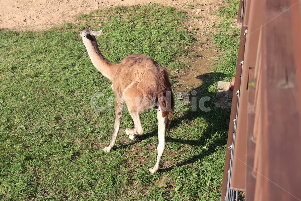 낙타,포유류,동물,공원,동물원,동물,animal,포유류,mammal