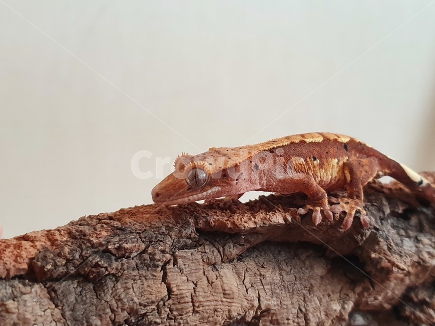 reptile,도마뱀,gecko,게코,크레스티드게코,파충류