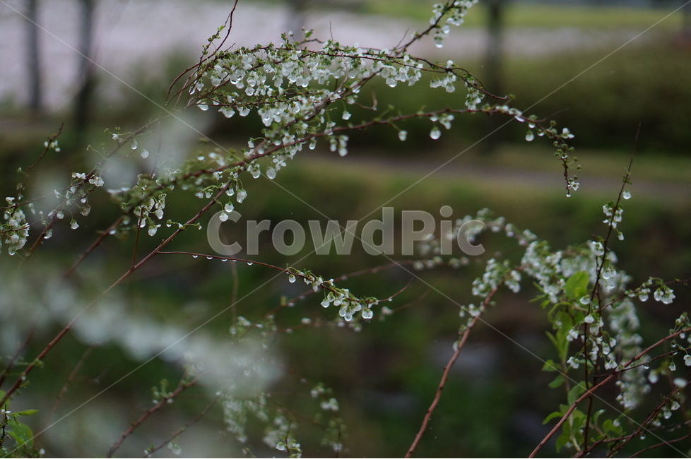 비,물방울,나무,조팝나무,흐림,봄,계절,spring,season,식물,자연,plants,nature,꽃,flower,비,비오는날,rain,rainy,droplet,작은 물방울