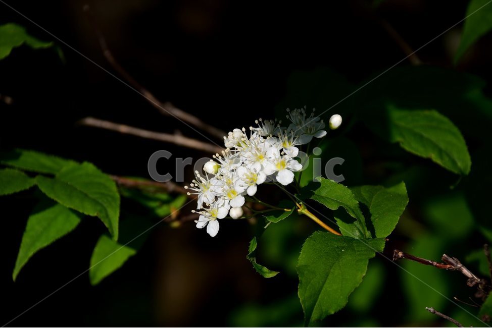 물참대,야생화,꽃,식물,자연,생태,플라워,flower,plants,nature,식물,자연,plants,nature,꽃,flower