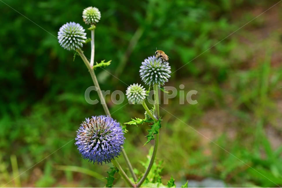 plant,식물,blossom,flower,꽃,절굿대,절굿대꽃,식물,자연,plants,nature
