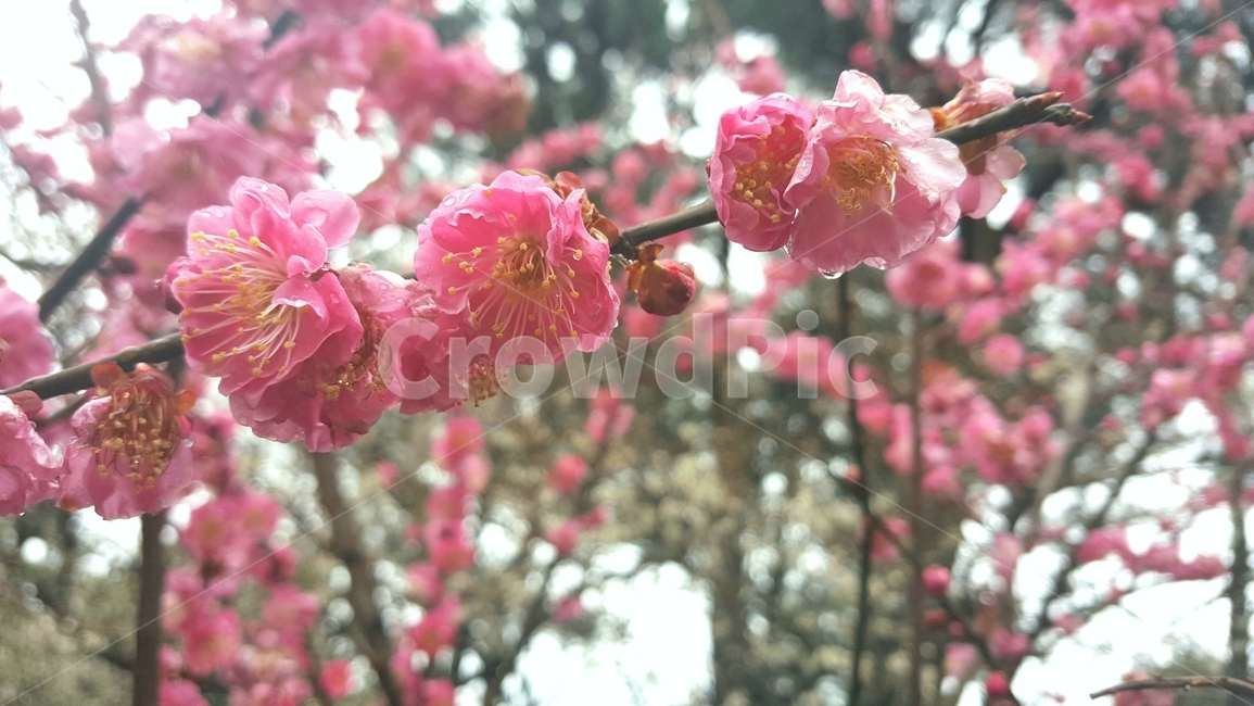 꽃,매화,분홍꽃,제주도,꽃축제,봄,계절,spring,season,식물,자연,plants,nature,꽃,flower,plant,blossom