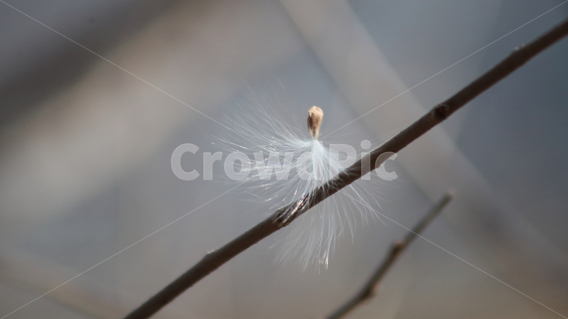 박주가리,씨앗,종자,식물,seed,식물,자연,plants,nature