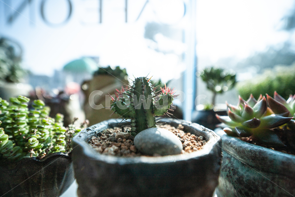 식물,창가,빛,다육식물,botanical,plant,식물,자연,plants,nature