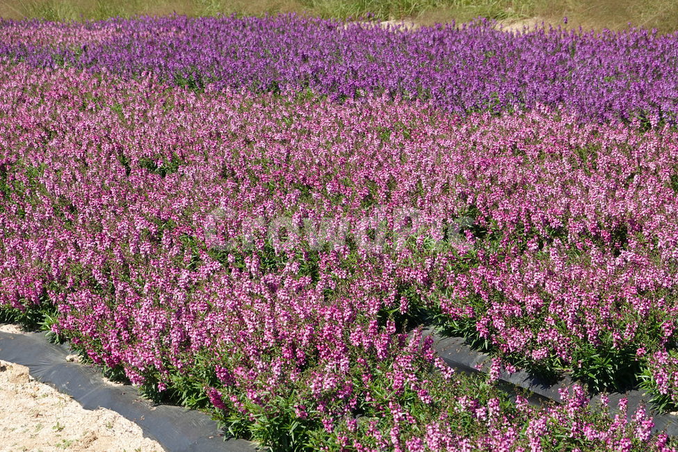 꽃축제,가을꽃,배경화면,자연,flower,autumn,nature,꽃밭,식물,자연,plants,nature,꽃,flower