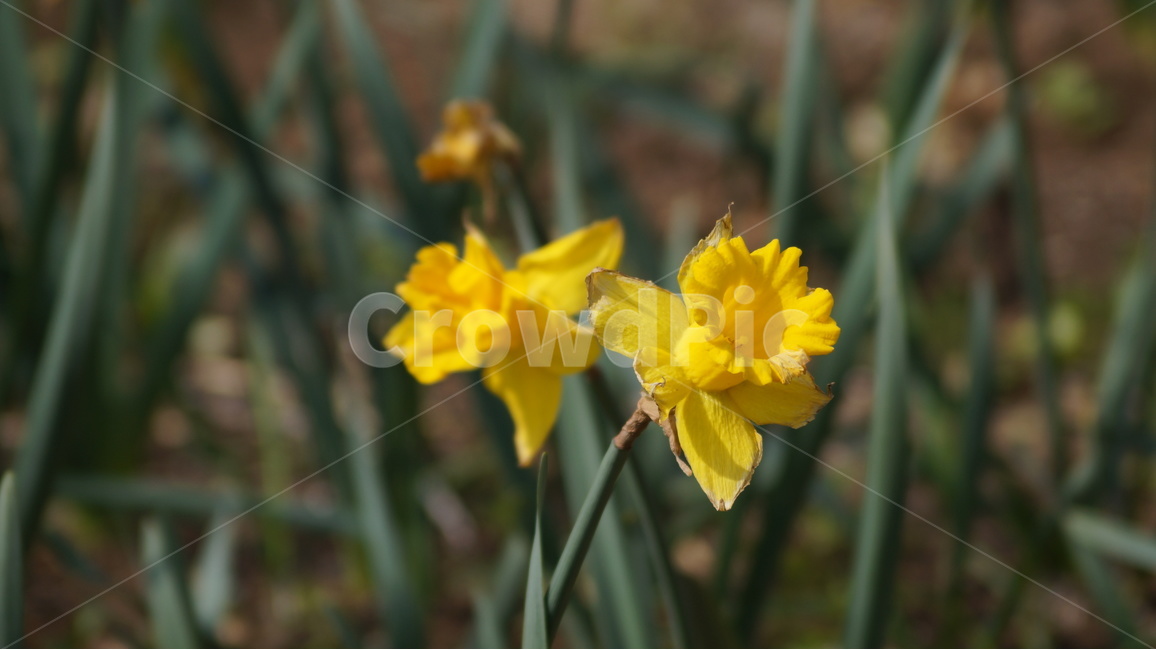 수선화,수선화꽃,꽃,자연,풍경,식물,자연,plants,nature,꽃,flower