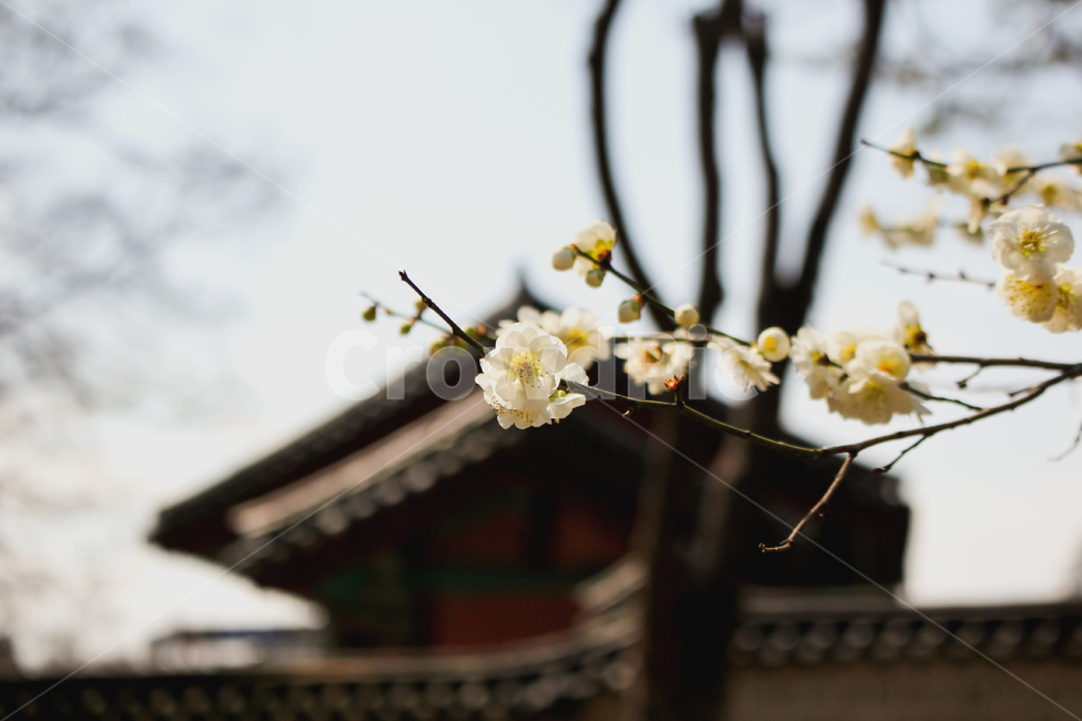 plant,식물,매화,봄,꽃