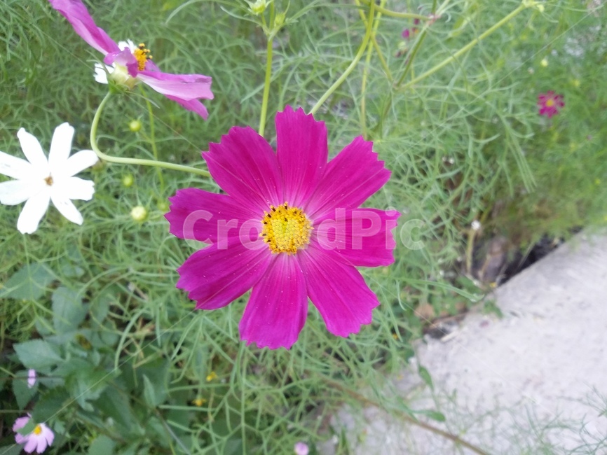 꽃,flower,plant,식물,꽃잎,코스모스,자연,식물,자연,plants,nature