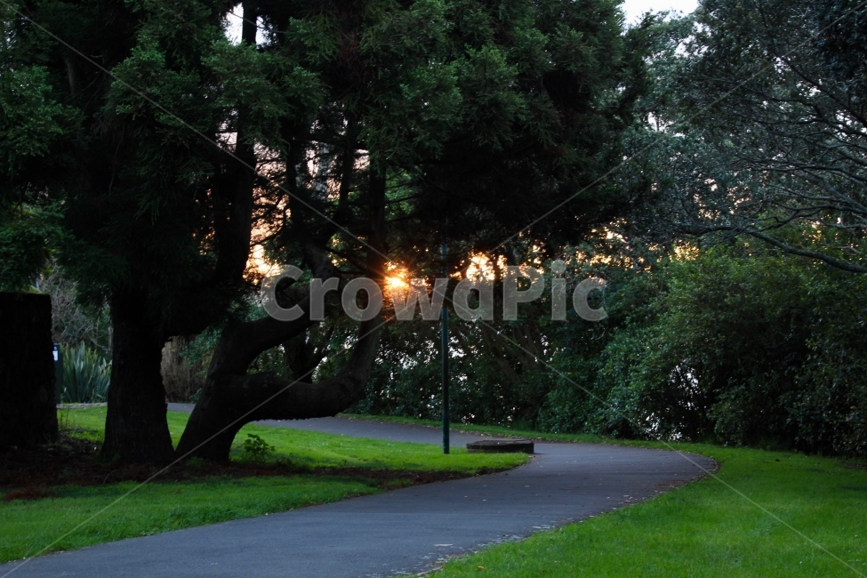 공원,석양,벤치,풍경,길,자연,풍경,nature,landscape,식물,plants,나무,trees,wood,grass,잔디,plant,light,빛,flare,플레어,tree