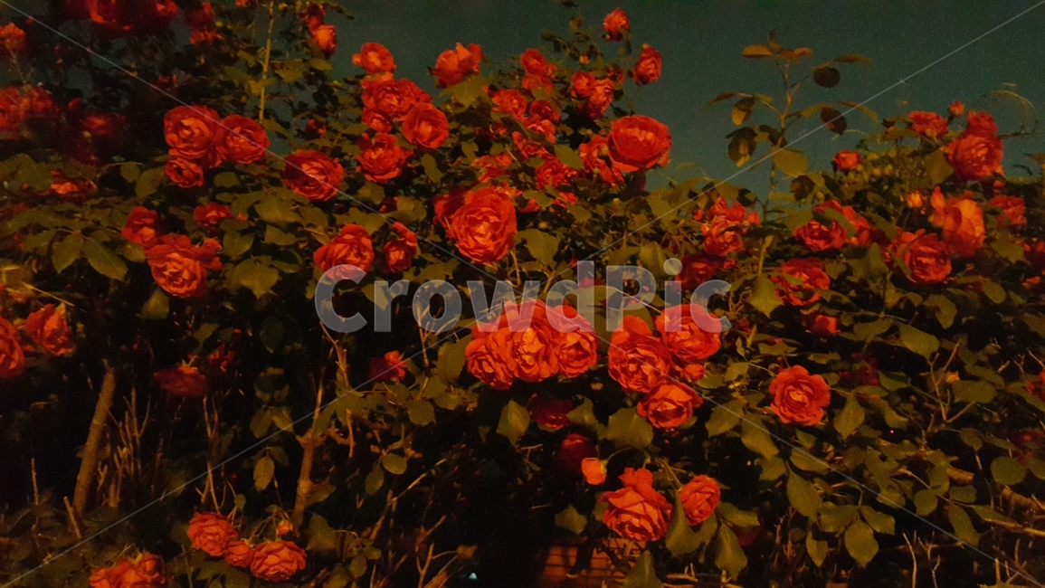 rose,장미,꽃,빨간장미,redrose,plant,blossom,식물,flower,식물,자연,plants,nature,꽃,flower