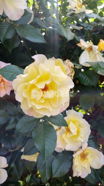 plant,식물,rose,장미,flower,꽃,노란색,노란색꽃,장미꽃,식물,자연,plants,nature,꽃,flower