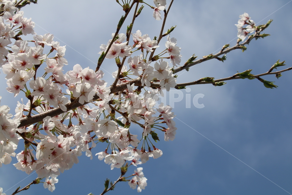 식물,꽃,벚꽃,flower,blossom,cherryblossom,봄,계절,spring,season,식물,자연,plants,nature,꽃,flower