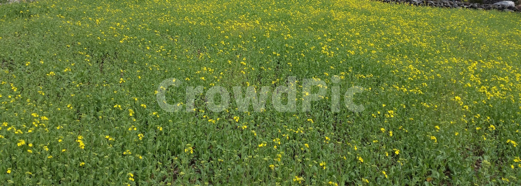 제주도,유채꽃,꽃밭,풀,꽃,jejudo,jeju,rapeblossoms,flower,bloom,flowergarden,grass