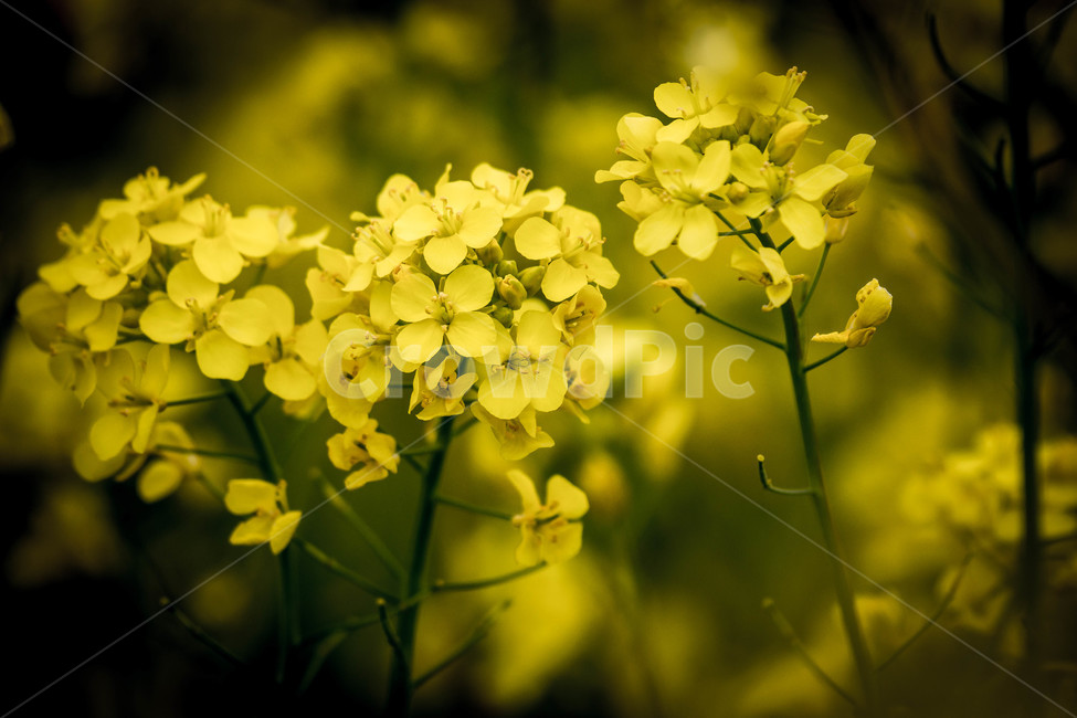 유체꽃,유체,노란꽃,노랑,봄꽃,식물,시선,감성,봄,봄,계절,spring,season,식물,자연,plants,nature,꽃,flower,plant
