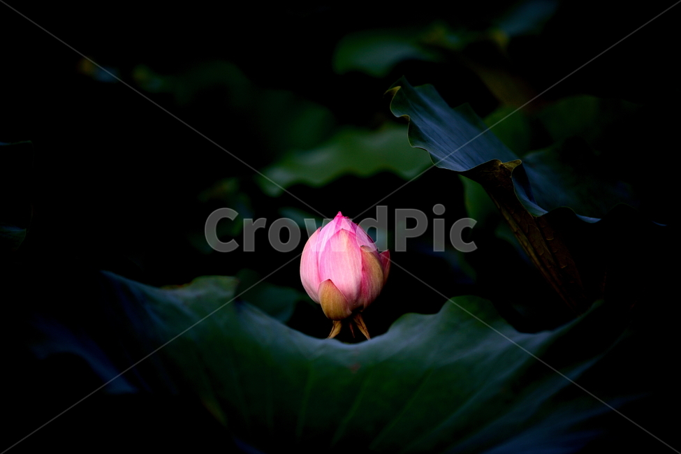 연꽃,연꽃잎,연잎,식물,불교,자연,분홍꽃,초록,꽃,식물,자연,plants,nature,꽃,flower